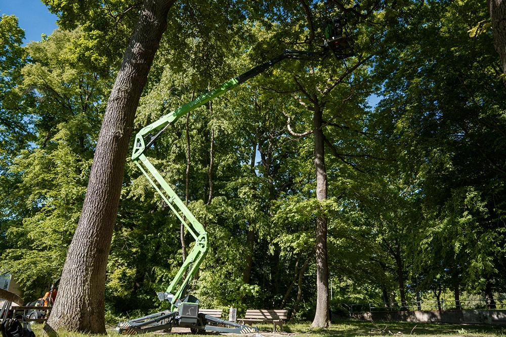 Herzog-SKT-Baumpflege-Galerie5